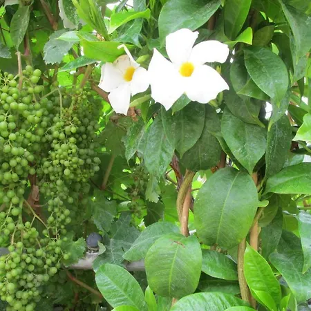 Relax Oase - El Paraiso Semesterbostad